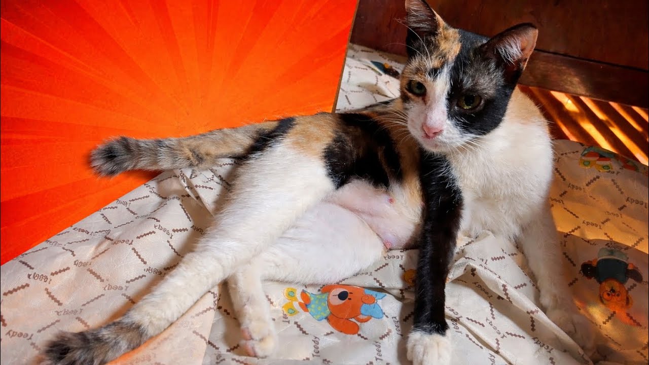 The Kittens Cleaning and Playing With Family So happy 