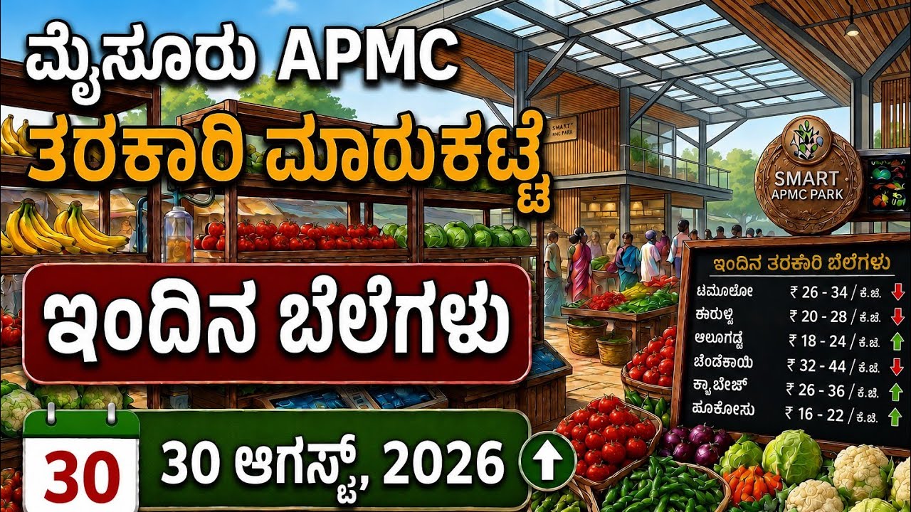 Mysore APMC market Rate today 30/08/2026#kiccha #mysore#apmc#vegetables#viral#shorts#trending#gilli