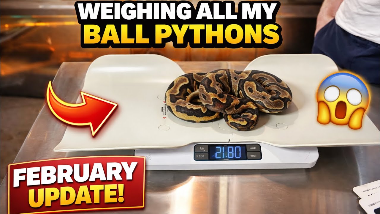Monthly Ball Python Weigh-In | February 2026 Update 