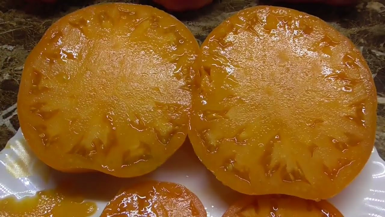 Удивительный томат Свадьба в Небраска! Вы должны его продегустировать!