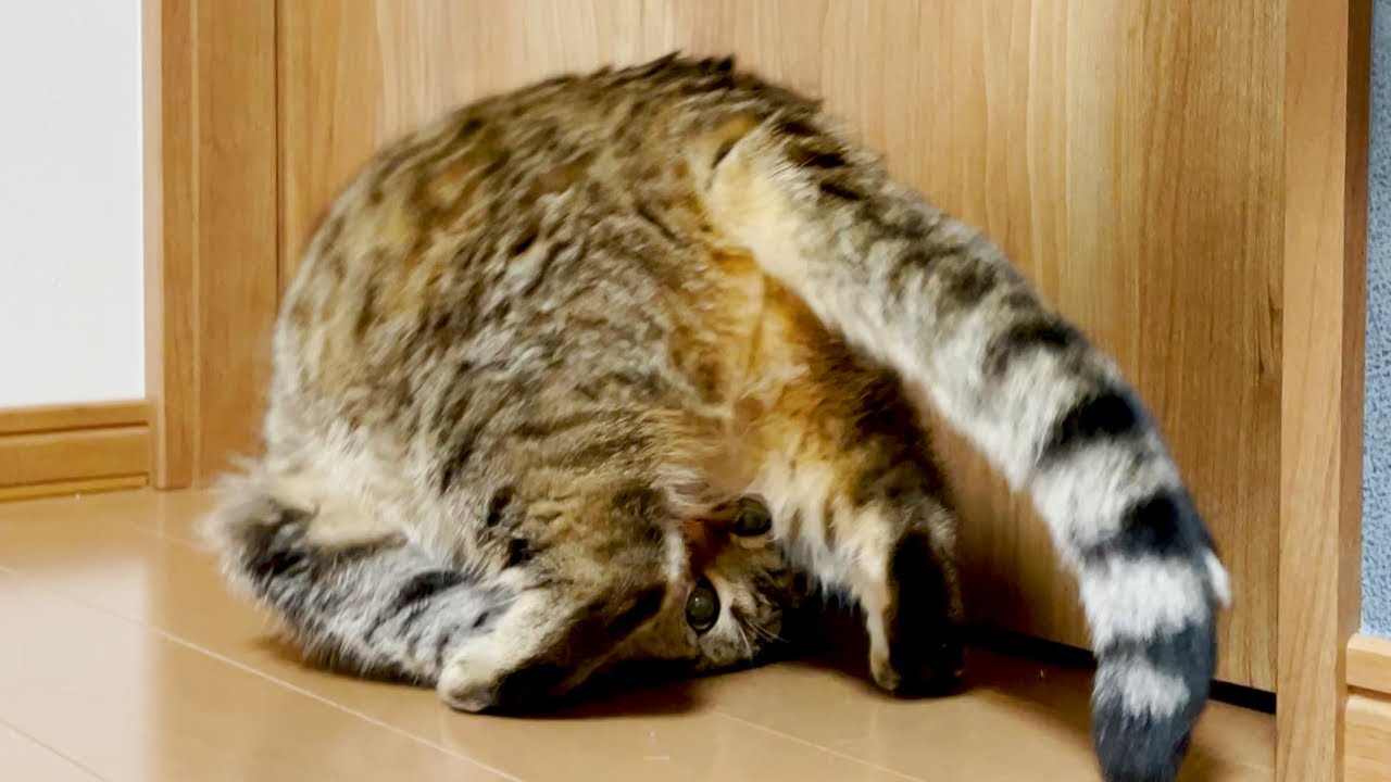 飼い主の手を嗅いで興奮しすぎた猫がこちら！