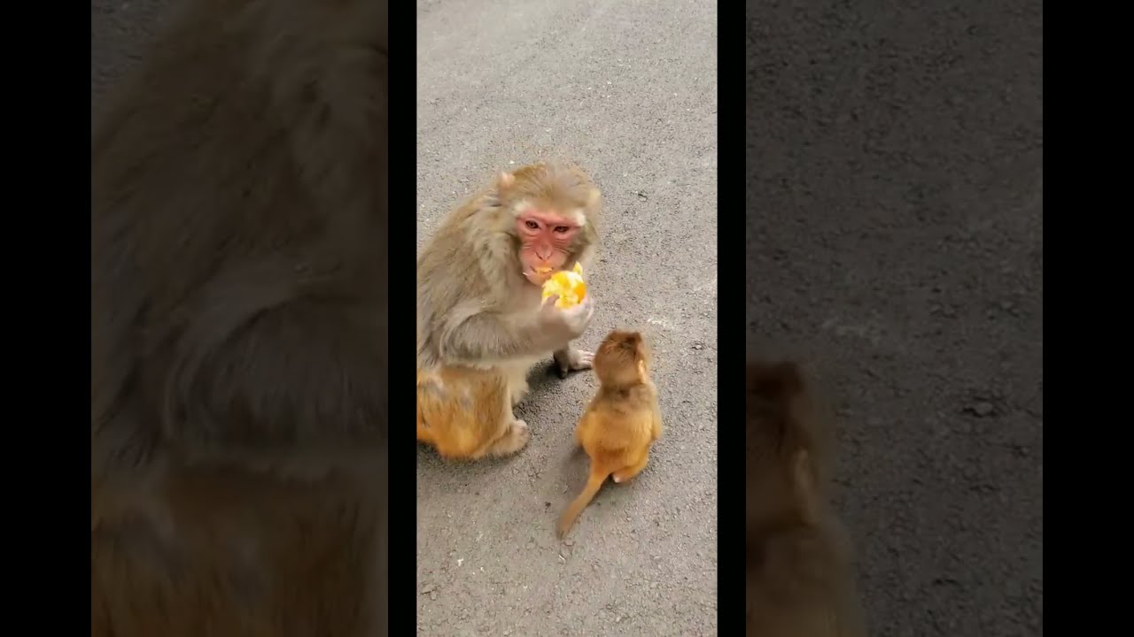 baby monkey videos 2021 #lizzy_capri
