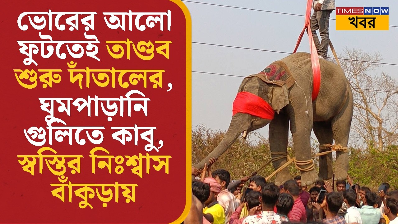 Bankura- য় ভোরের আলো ফুটতেই তাণ্ডব শুরু দাঁতালের, ঘুমপাড়ানি গুলিতে কাবু | Viral Video | Bangla News
