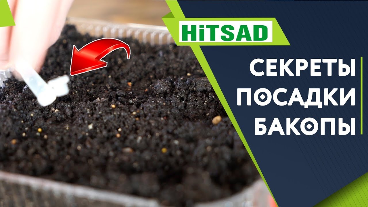 Бакопа выращивание из семян 🌺 Посев Бакопы 2020