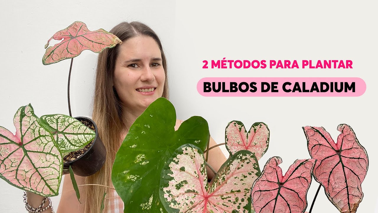 2 métodos para plantar bulbos de caladium