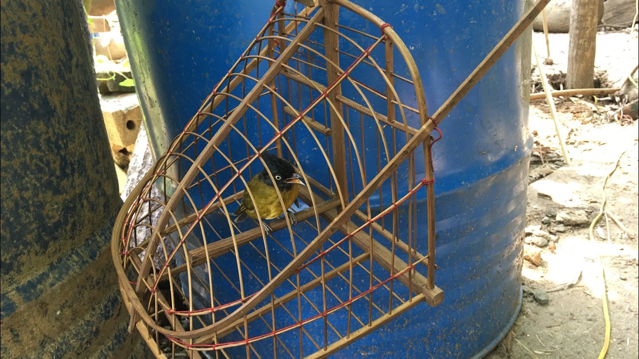 Hướng Dẫn Làm Lồng Bẫy Chim Đơn Giản Từ A Đến Z #18/Trap Bird/Du Cửa Khâu TV