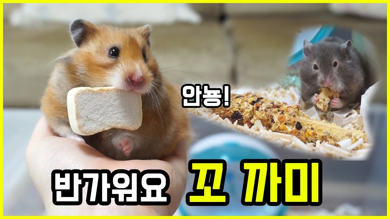 여러분 오랜만이에요 반가워요! 골든햄스터 꼬 까미가 왔어요!