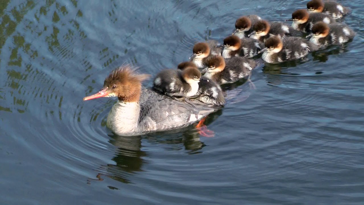 Baby Ducks: Mergansers