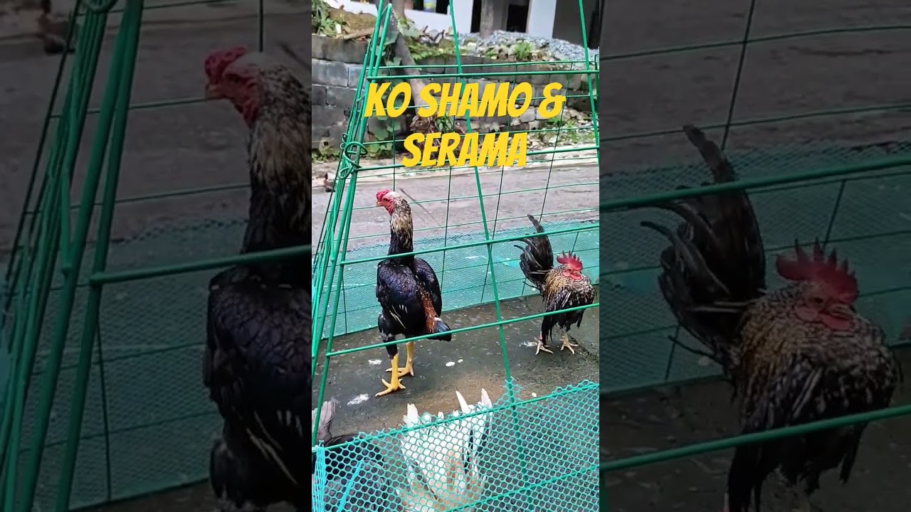 KO SHAMO AT SERAMA.🇵🇭🐓 #chicken #shamo #koshamo #serama