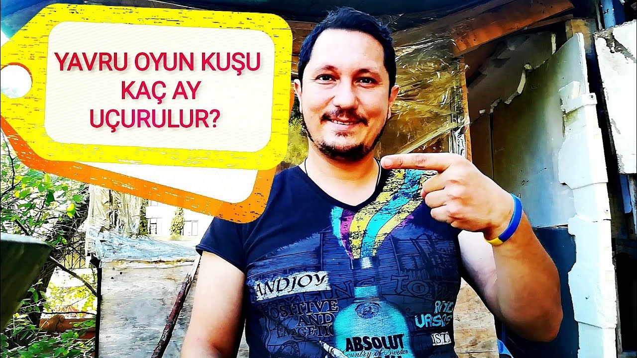 YAVRU OYUN KUŞU KAÇ AY UÇURULUR? |OYUN KUŞU SEYİSLİĞİ|