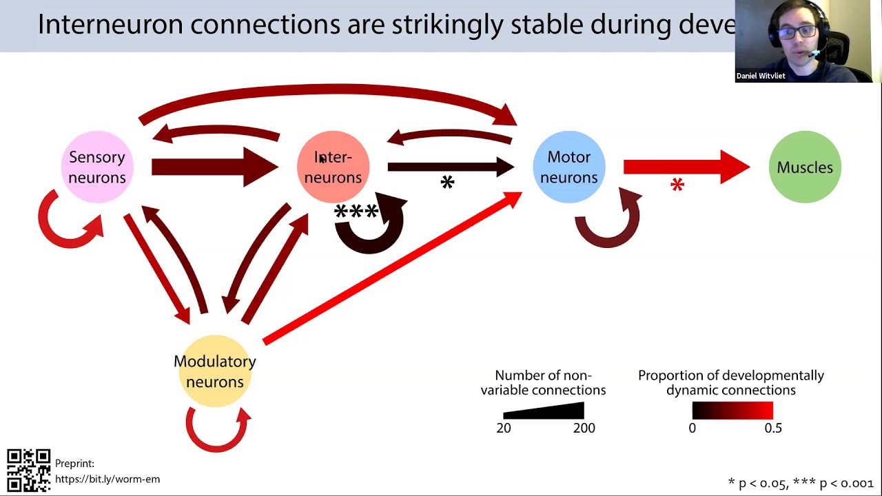 Talk: Connectomes across development reveal principles of brain maturation in C. elegans