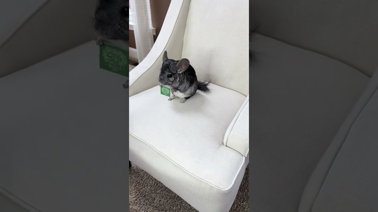 Chinchilla 101 and care with Small Pet Select. @phillychinchilly