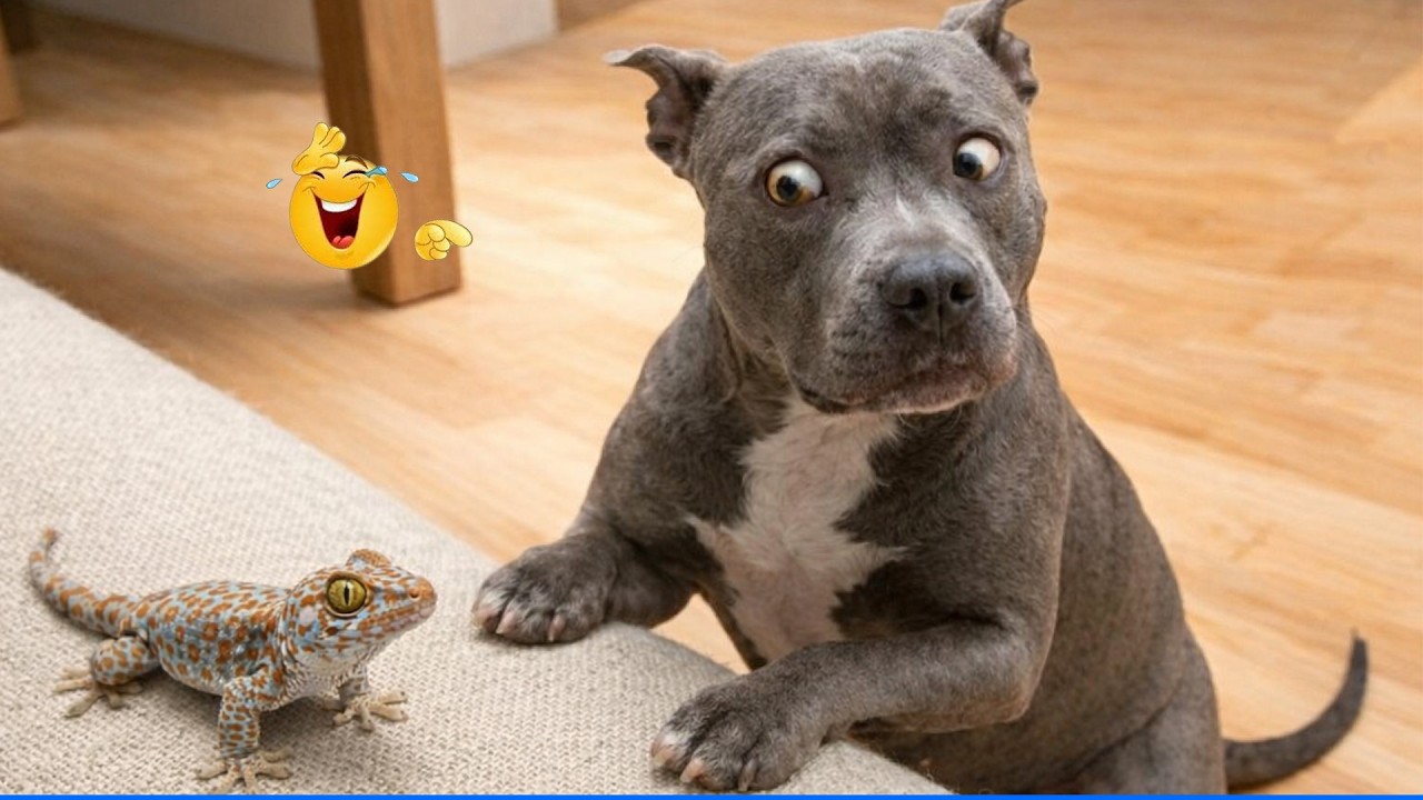 Smarty Funny Animal Video Clips 😹🐶The Funniest Dog Moments Compilation 🤣