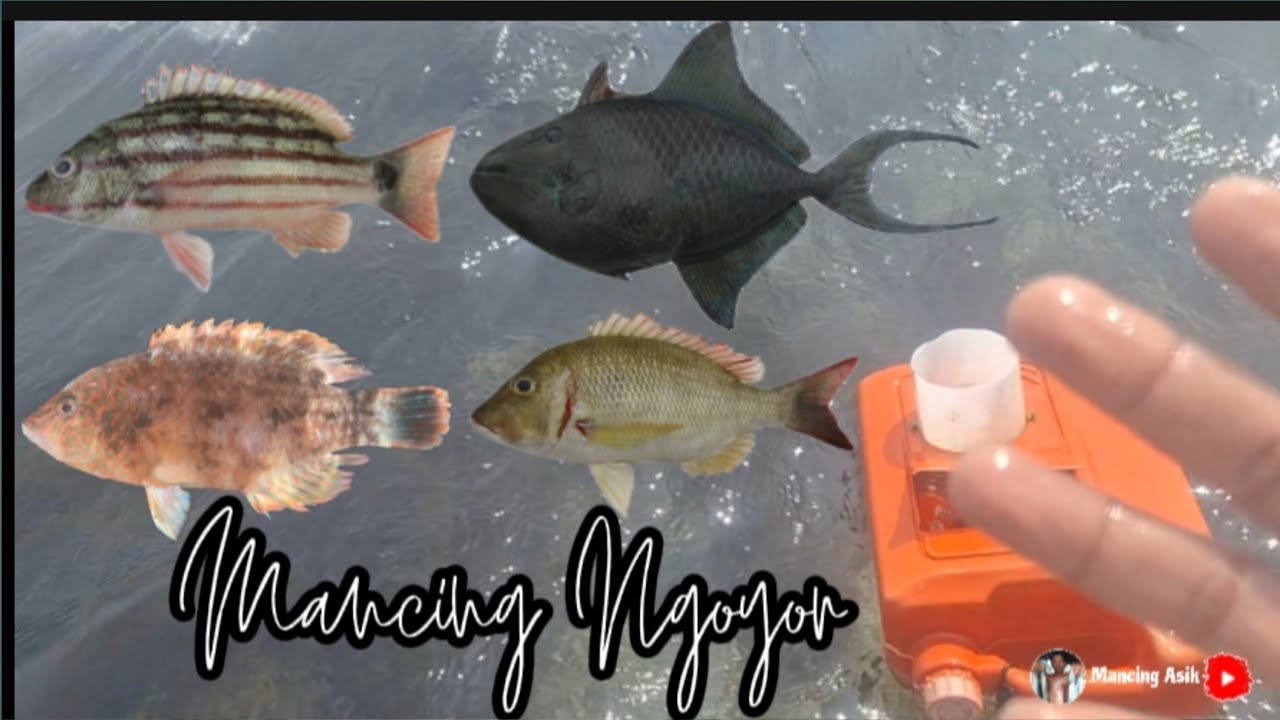 Mancing Ngoyor di Pantai, Hasil strike Lumayan Banyak