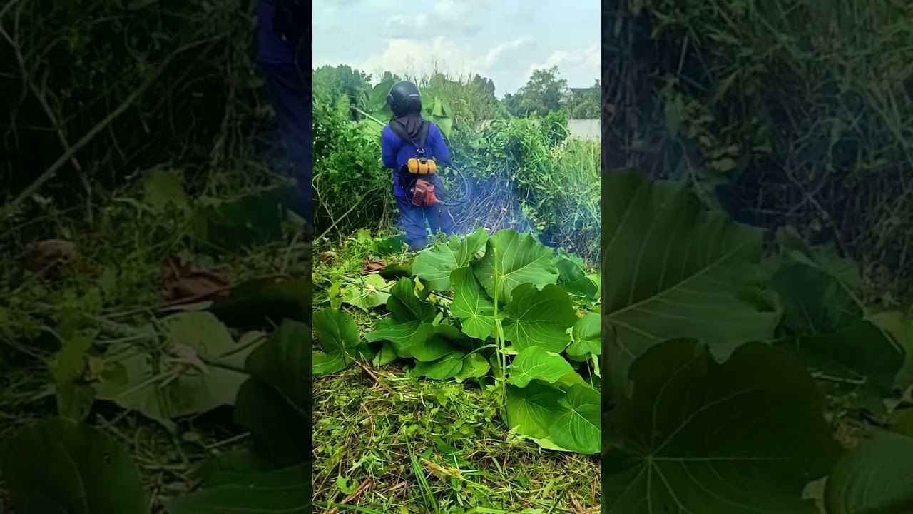 Potong rumput di halaman belakang rumah pelanggan #rc84