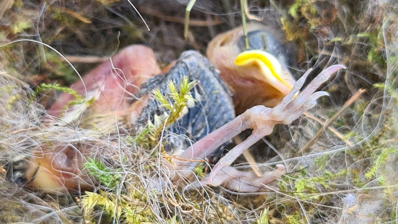 Sadly the remaining bluetit chick didn't make it.
