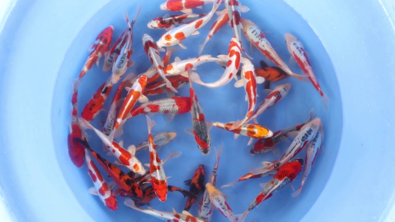 Aom01