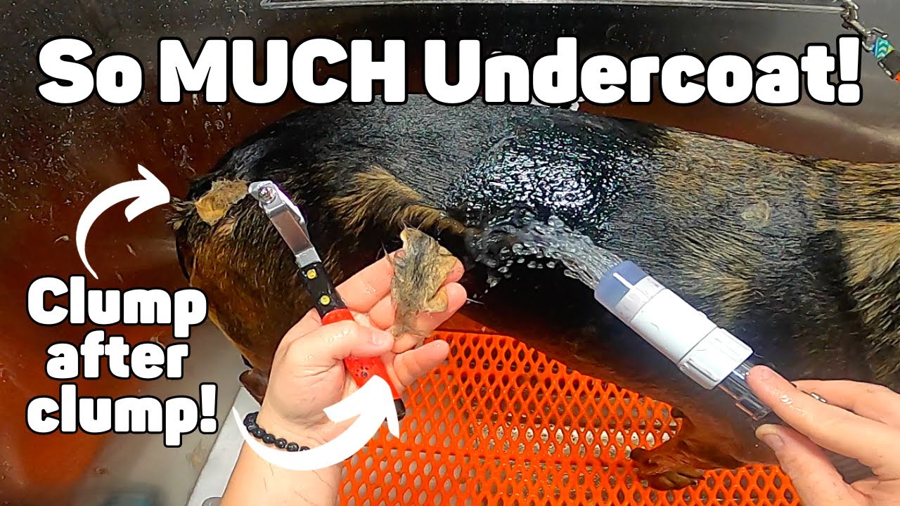 German Shepherd Mobile Undercoat Removal