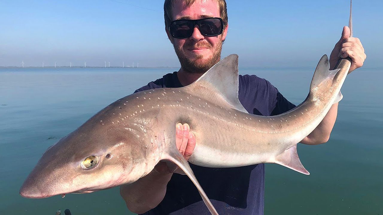 Boat Fishing For (Big) MINI SHARKS!
