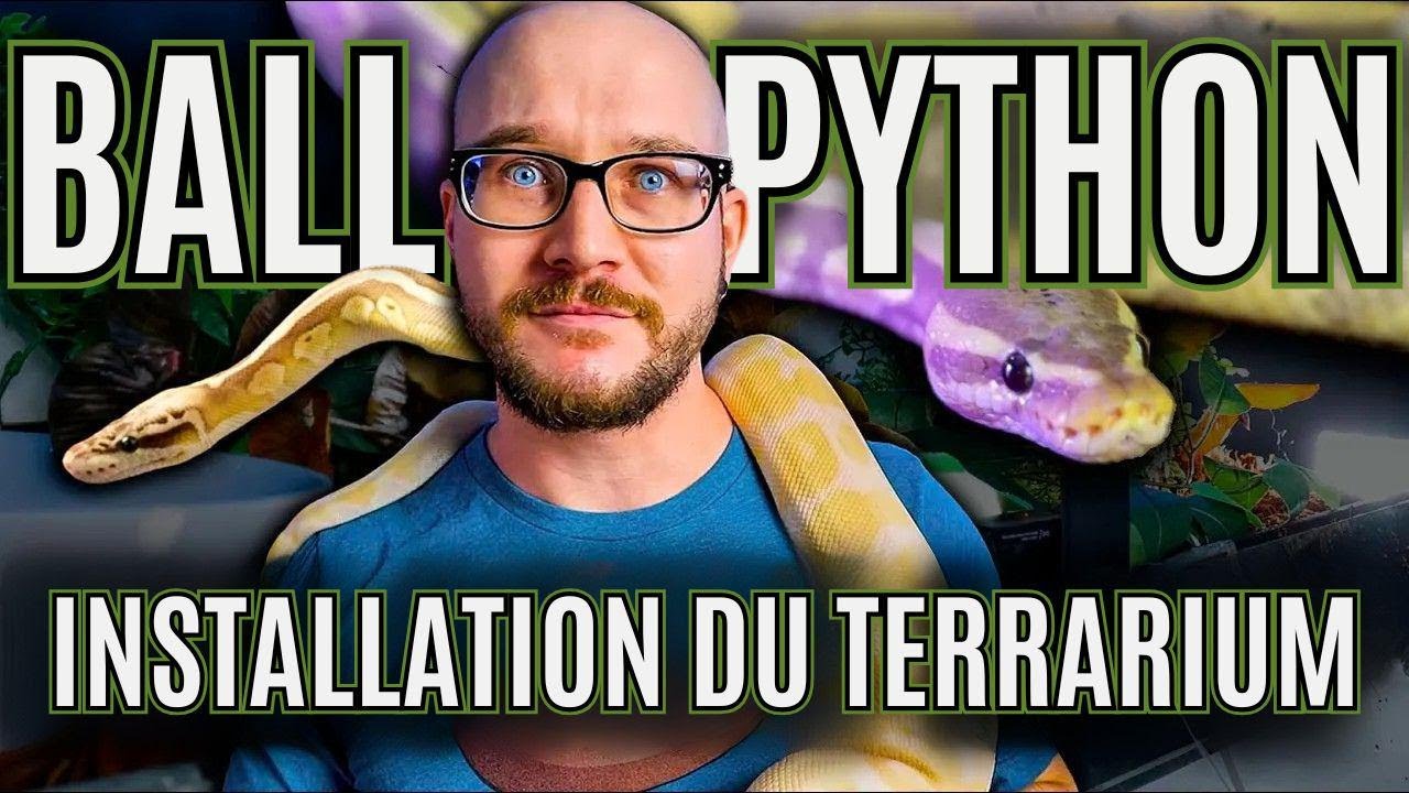 Terrarium pour python royal : comment l'aménager facilement, quel que soit votre budget