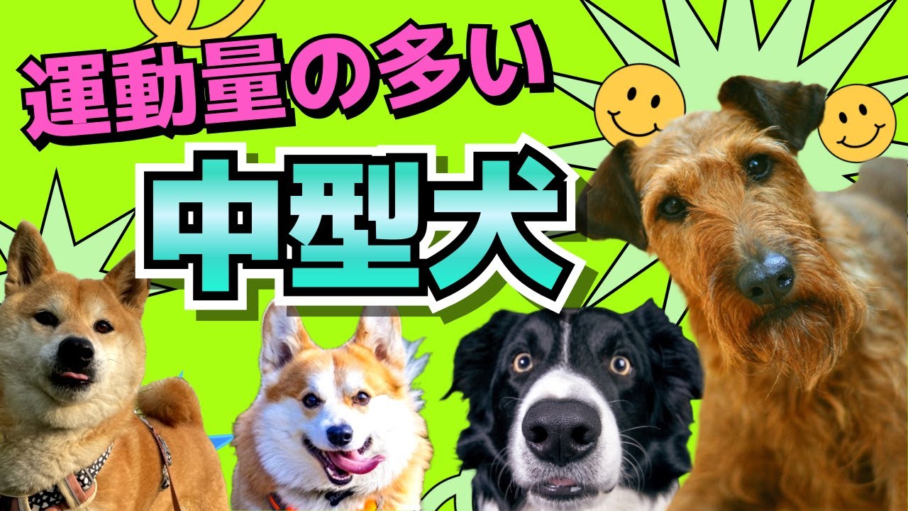 運動量の多い中型犬6選🐶犬好き必見