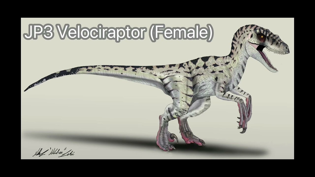 Velociraptor antirrhopus sornaensis 