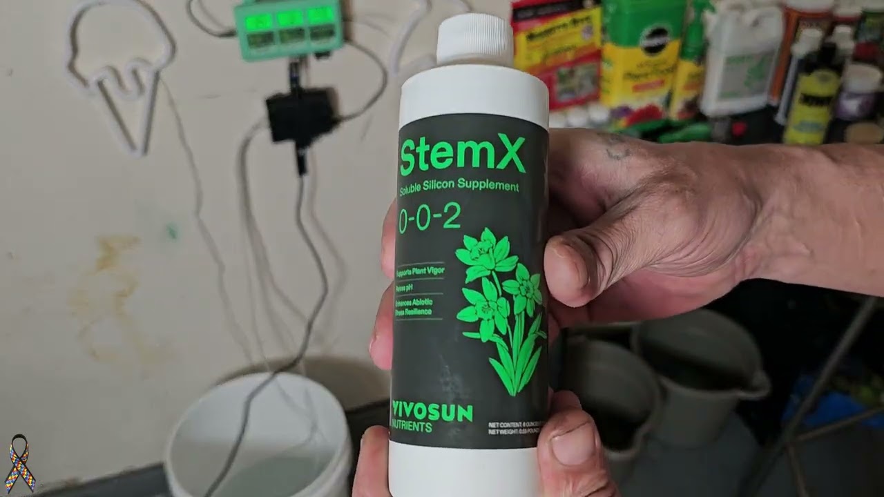 1 Massive Plant MelonFarm 3x3 RUNTZ Feminized WK2 Vegetation UPDATE