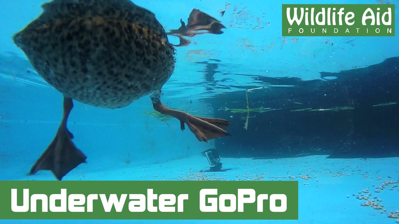 Duck uses GoPro as perch!
