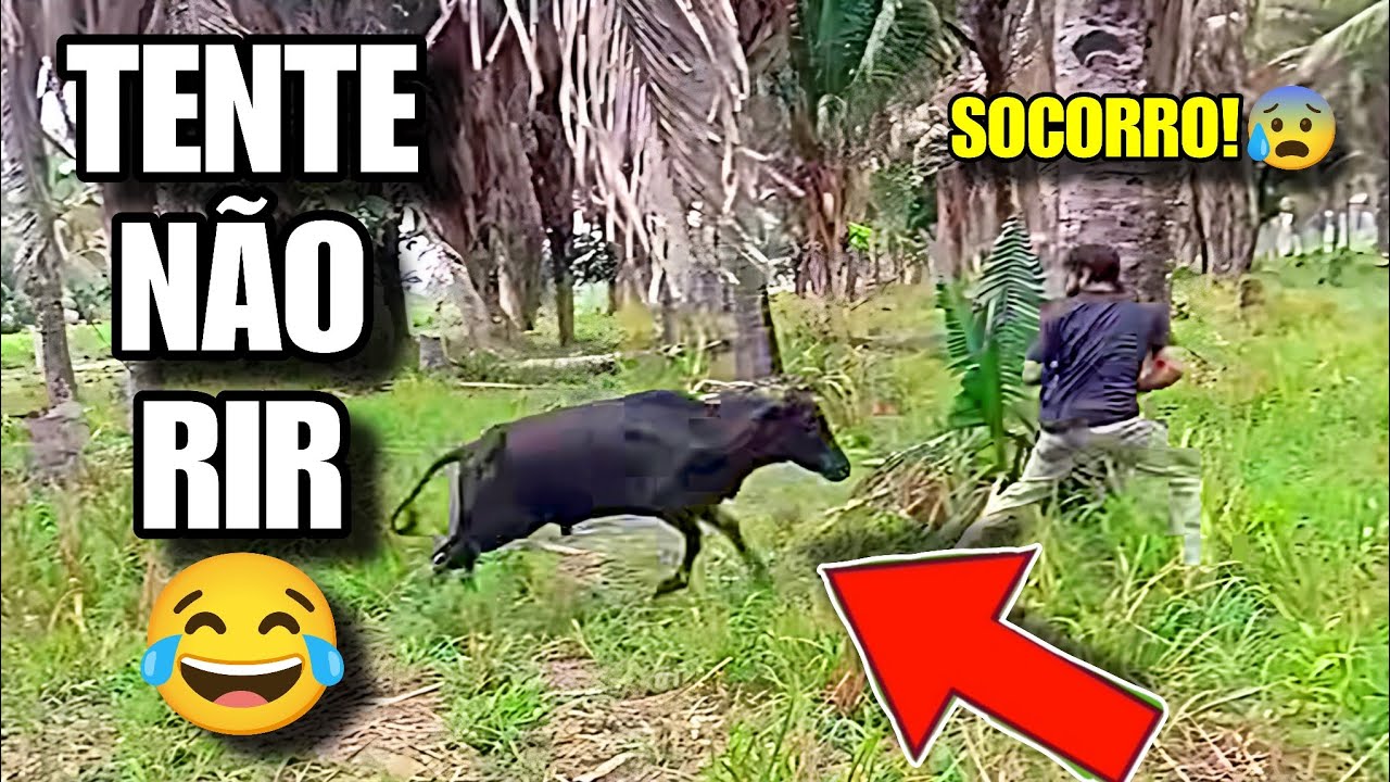 TENTE NÃO RIR: OS MELHORES MEMES DA INTERNET #videosengracados #tentenaorir #humor #comedia #memes 