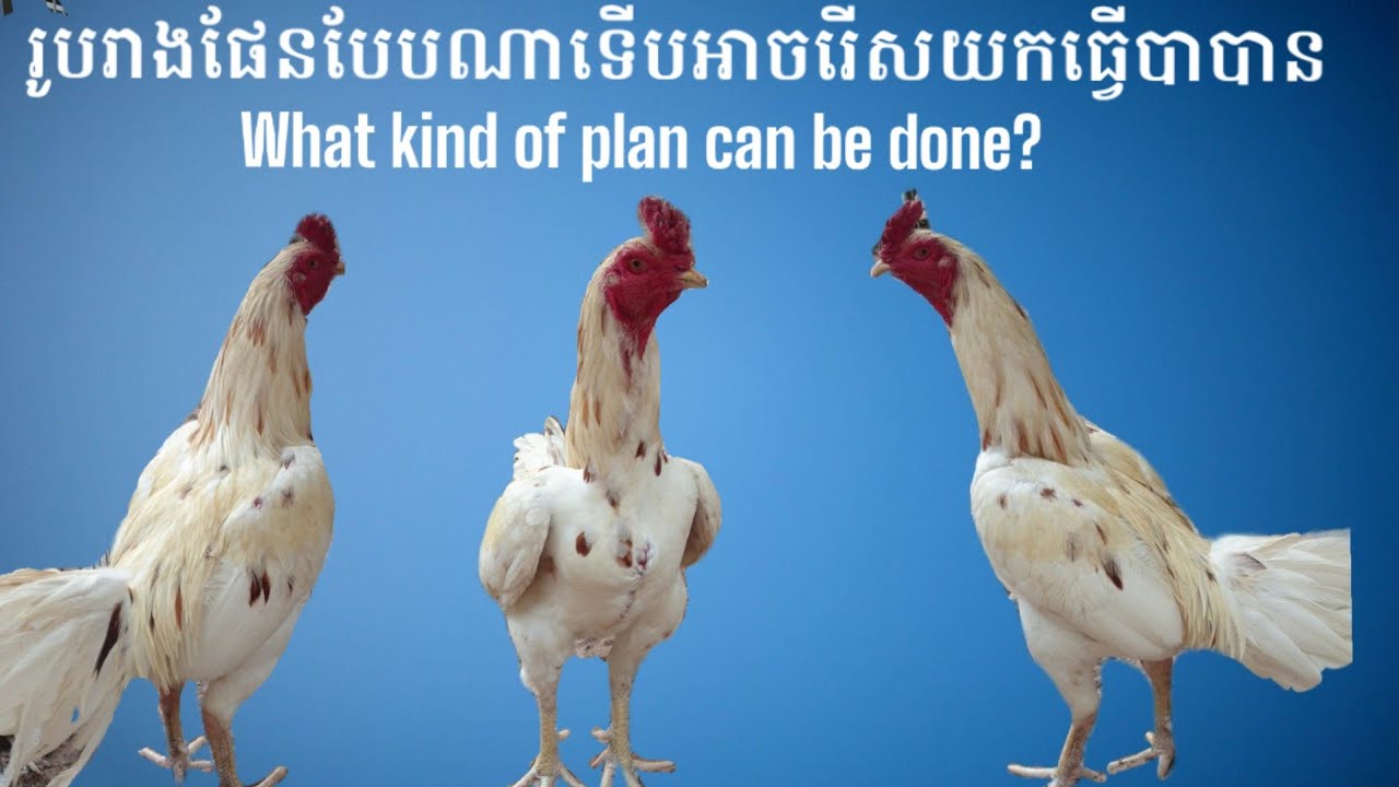 What kind of plan can be done?វិធីជ្រើសរើសផែននិងឆ្អឹងសម្រាប់ធ្វើបា