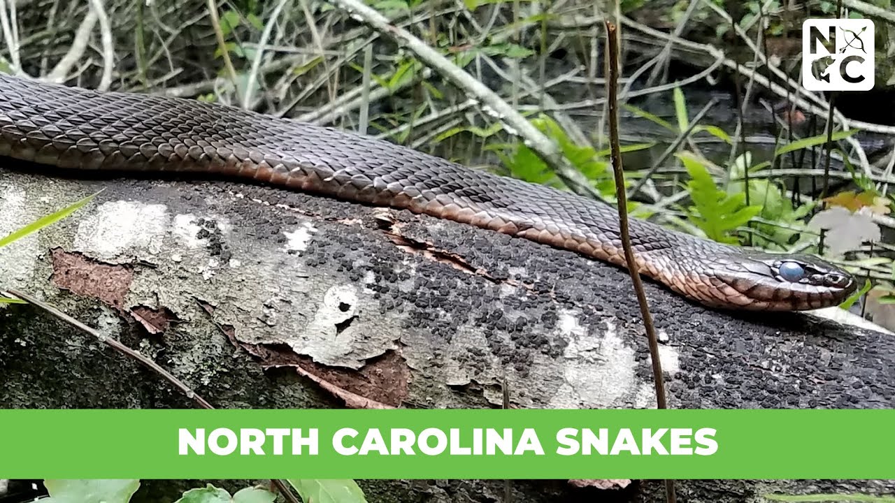 North Carolina Snakes