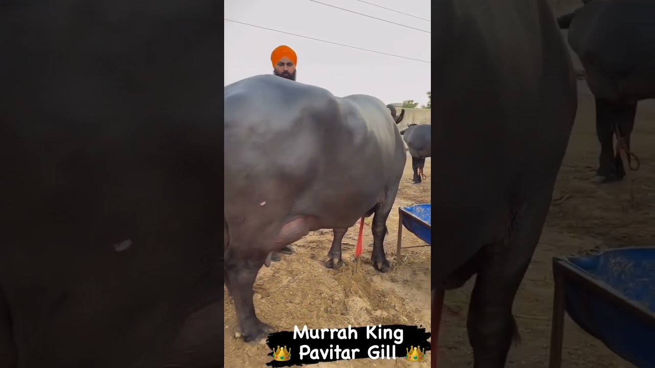 murrah buffalo Saraswati#murrah