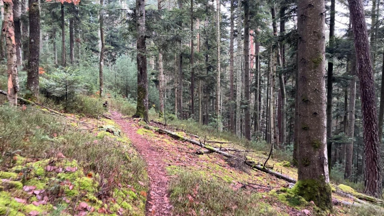 Whispering Pines & Mossy Trails (ASMR Forest Walk Downhill Part 3)