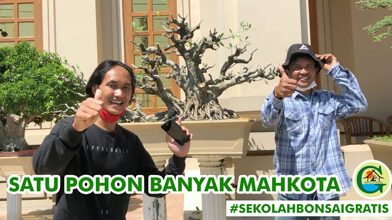GAYA BARU!! SATU POHON BISA BANYAK MAHKOTA || #SEKOLAHBONSAIGRATIS