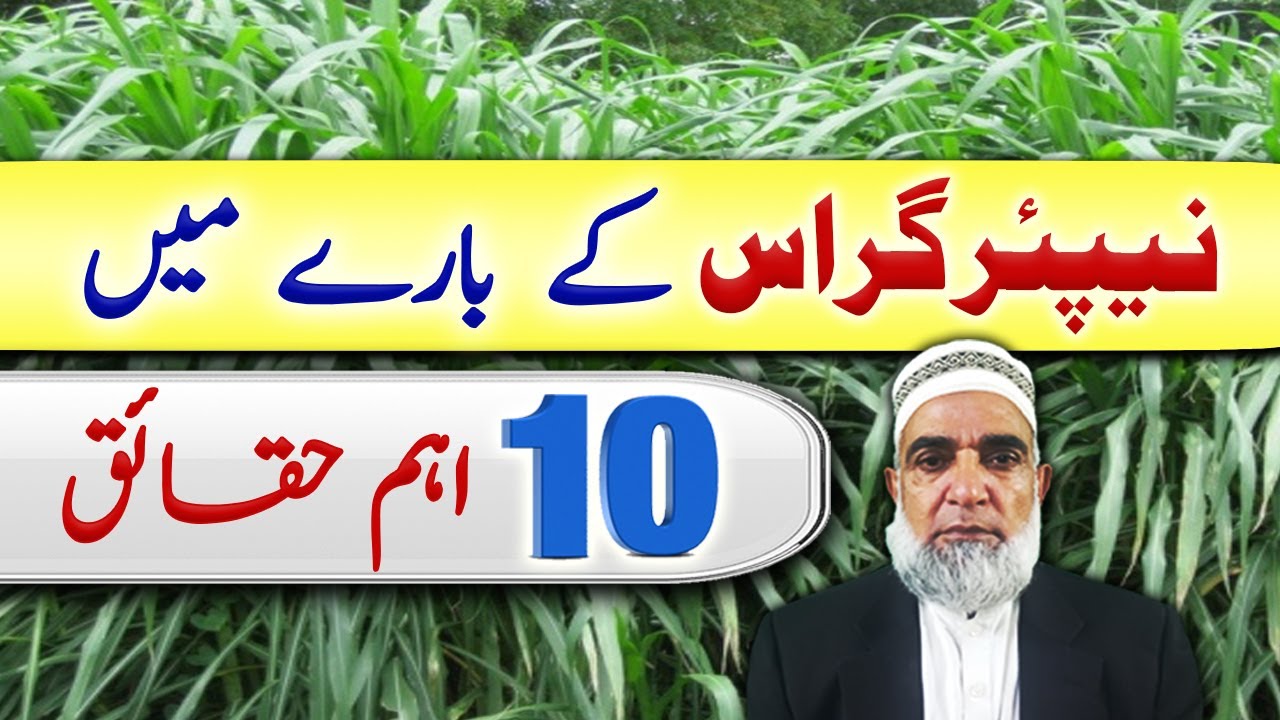 10 important points about Napier Grass || Crop Reformer