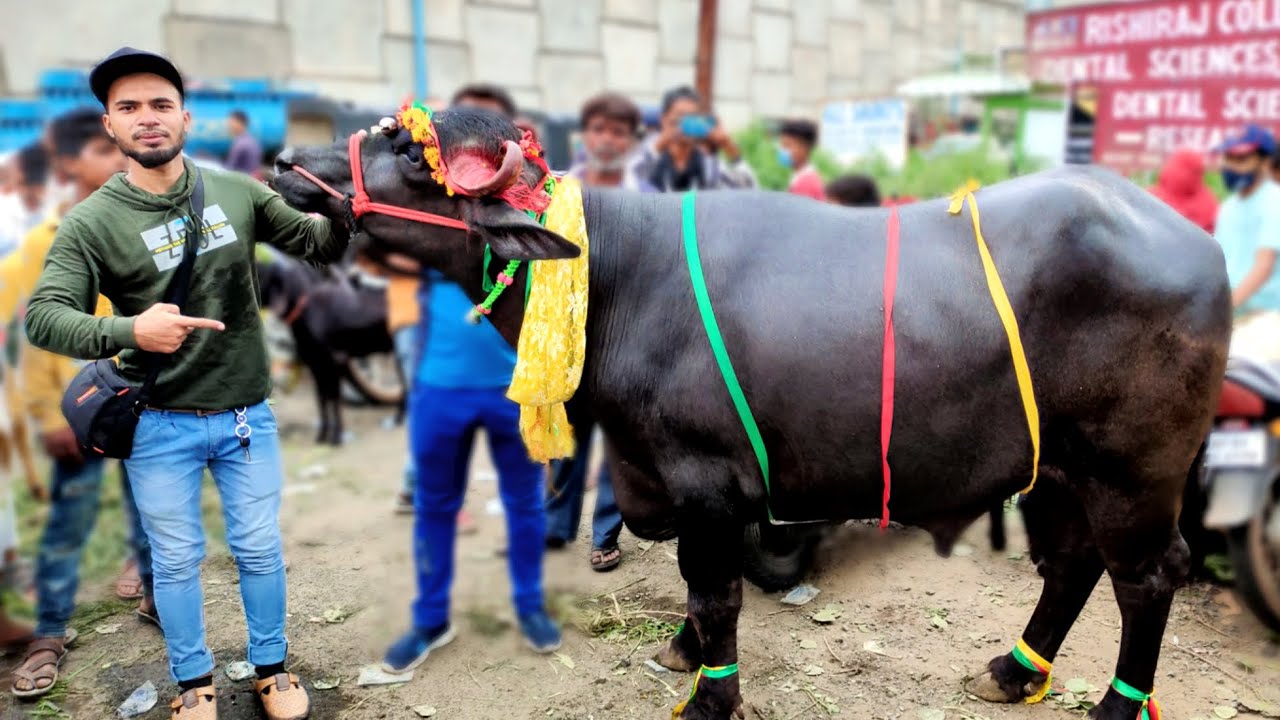 Rs 1 Lakh ka Pada | Cattle Market 2021 | Bakra Mandi - AL Aamir Khan