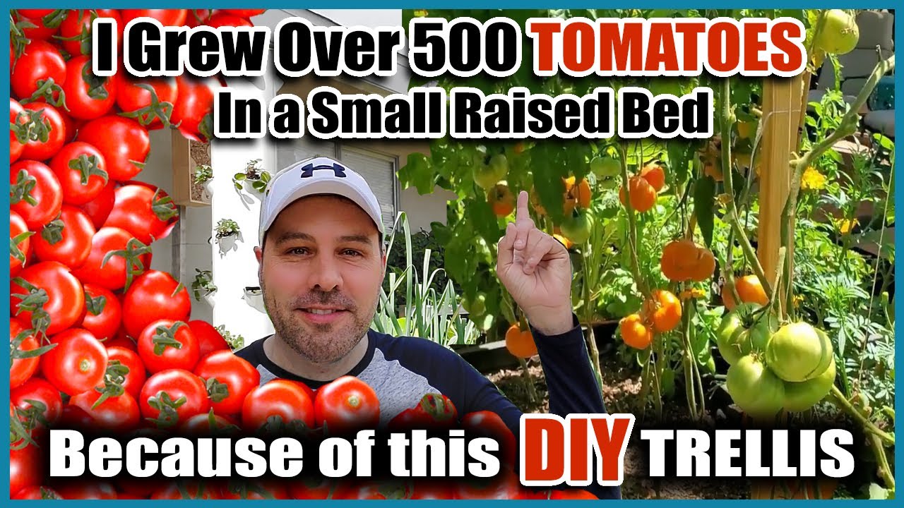Grow Way More Tomatoes In Less Space! - Best Way to Trellis Tomatoes EVER!!!