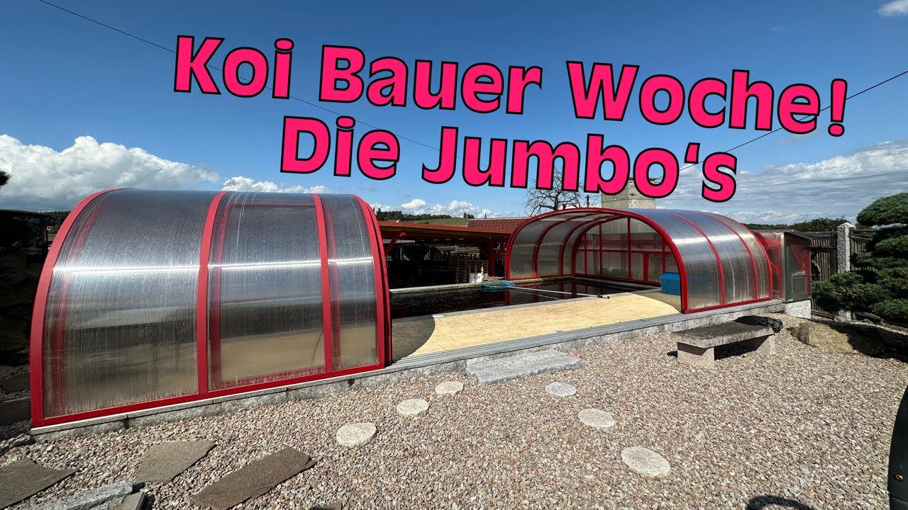 Koi Bauer Woche. Die Jumbo Koi mit Größen bis 114cm!