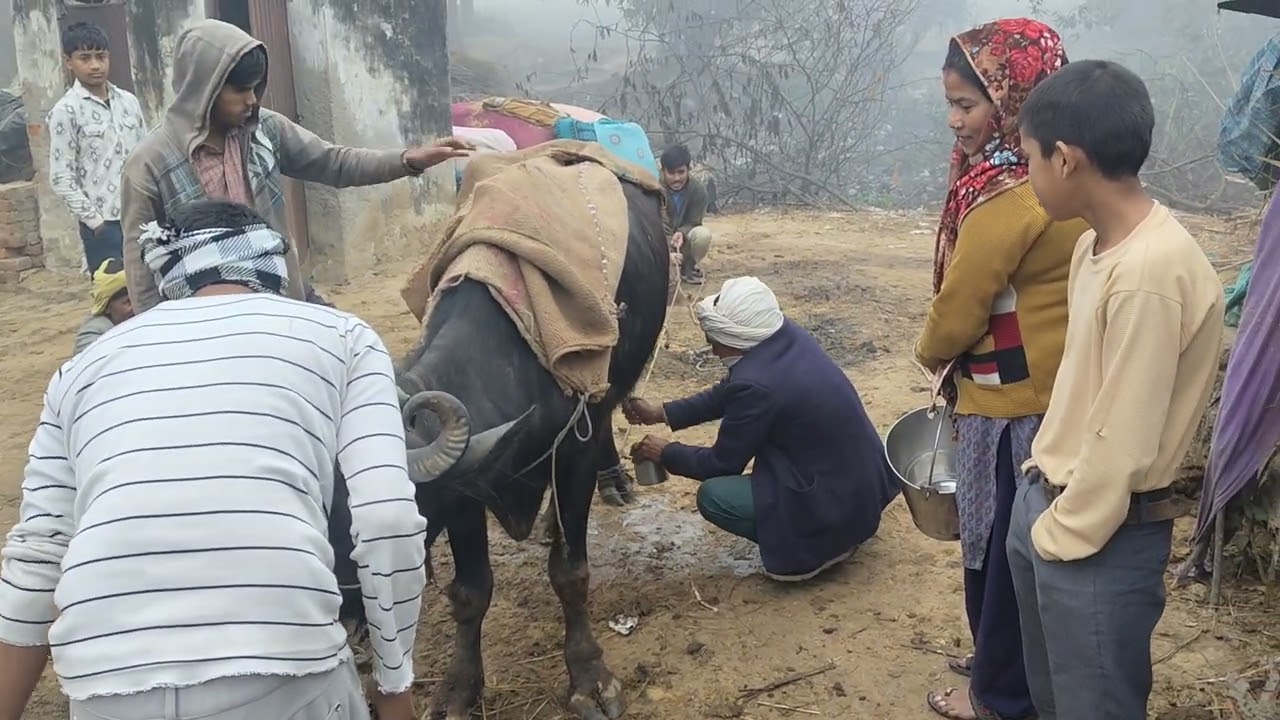 भैंस का दूध कैसे निकलता है. और फिर शहर मे पंहुचाता है.