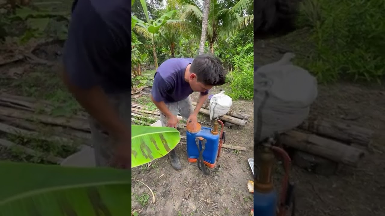 Baba de cacao controlador de malezas