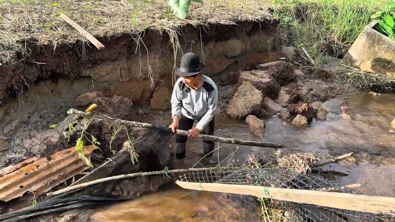 Se escaparon todos los gansos del corral