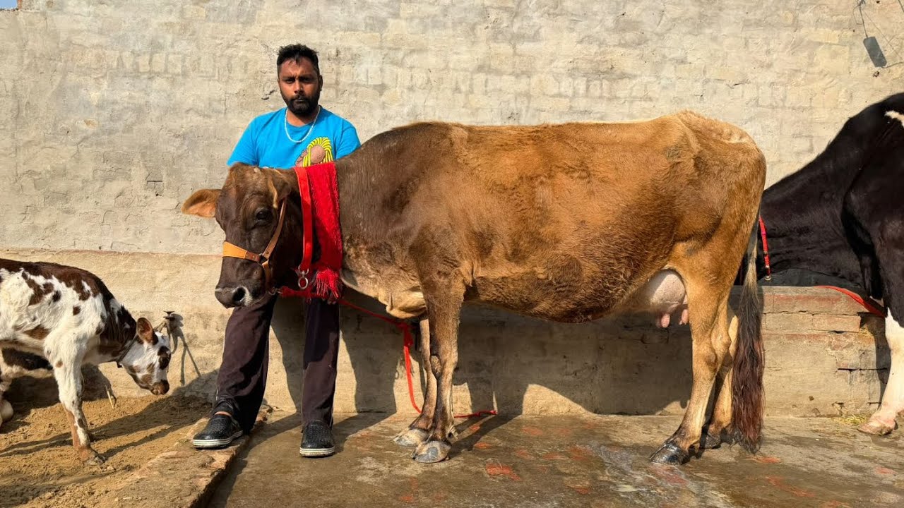 ਪਿੰਡ ਢਿੱਲਵਾ। ਮੁੱਲ 30,000😱🔥ਤੋਕੜ ਗਾਂ ਤੇ ਤਾਜ਼ੀ ਸੂਈ ਗਾਂ 👌🔥ਘੱਟ ਰੇਟ 😱🔥Bawa dairy farm 