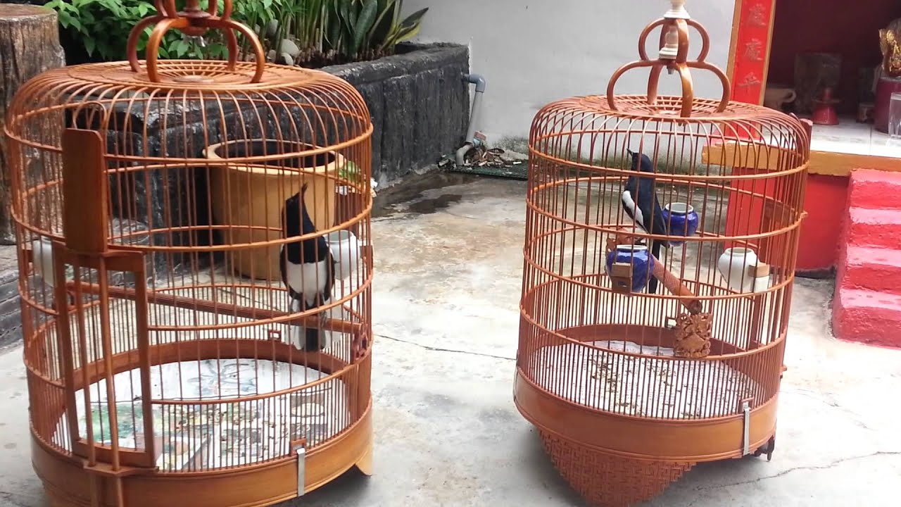 Murai Cacing new magpie robin-Whteoh