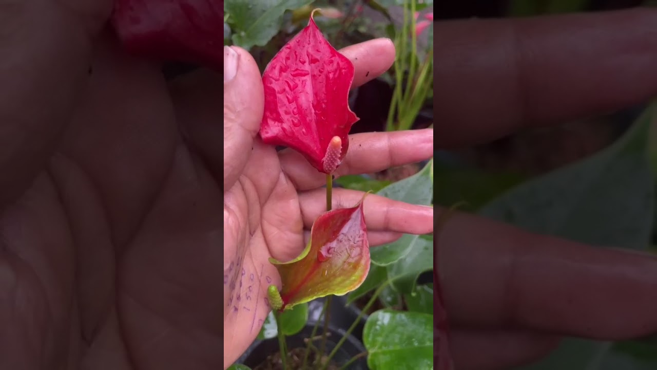 පුදුමම ලස්සන සීඩ් සෙට් එකක්#anthuriumwagawasinhhala#fypviral#plants#flowers0765647812#gardenplants 