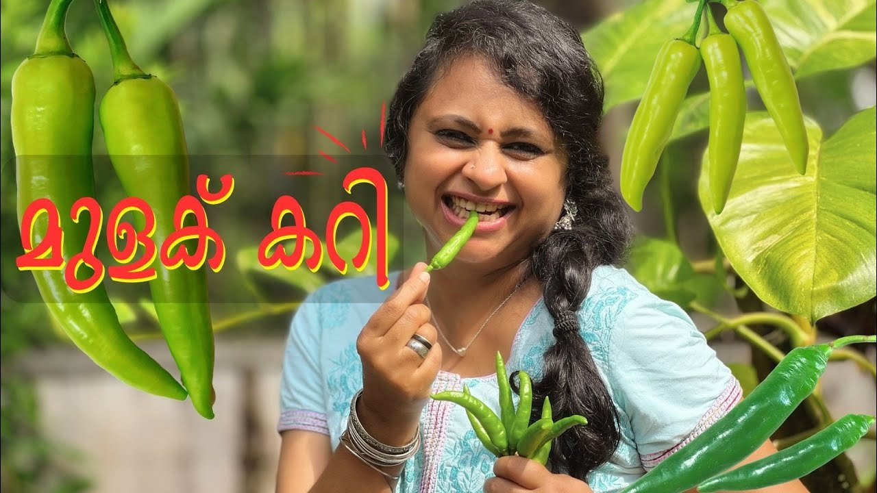 മുളക് കറിതൈര് ചേർത്ത്5മിനിട്ടിൽ തയ്യാറാക്കാം,കൂടെ ഉപ്പുമാങ്ങാകാന്താരി ചമ്മന്തിയും|green chilly curry