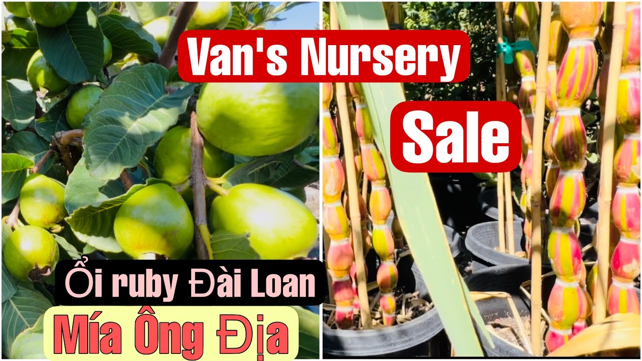 Van’s Nursery Sale – Sweet Ruby Guava & Lucky Sugarcane