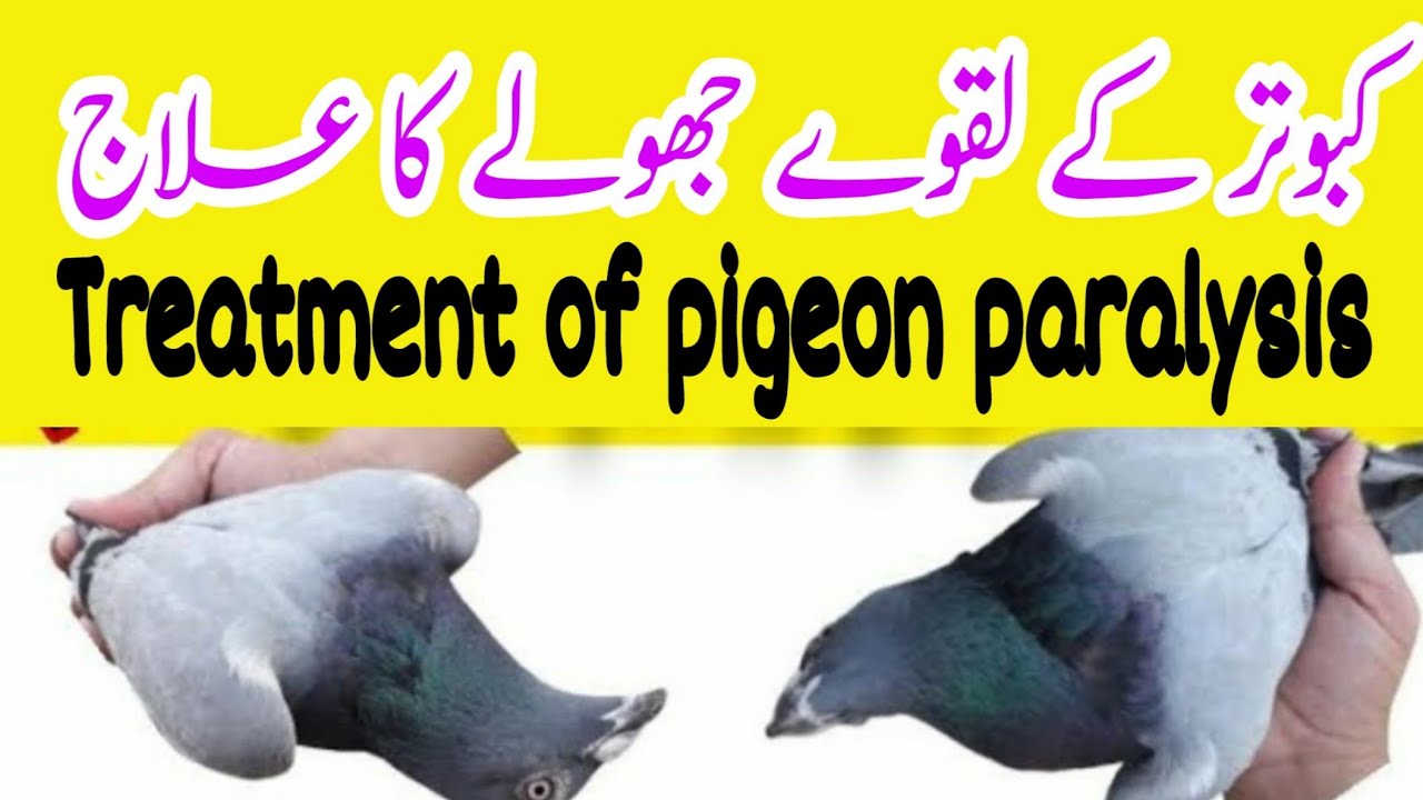 Kabootar k laqwe ka 100% ilaj || kabutar k jholay ka ilaj || pigeonroy