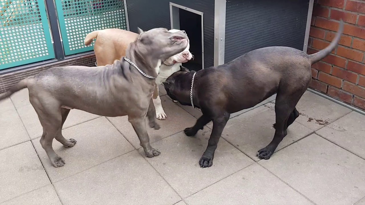 My beautifull dogs they all love relaxing and playing.