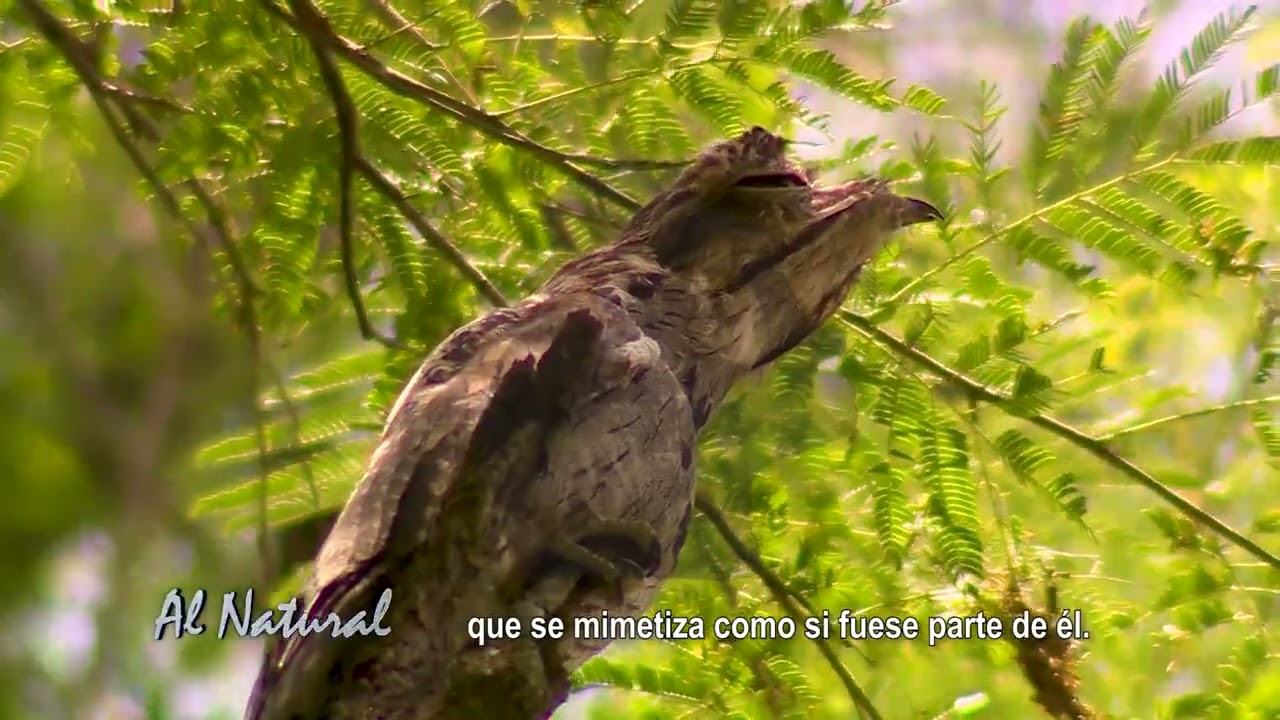 SNT Al Natural: Seres nocturnos