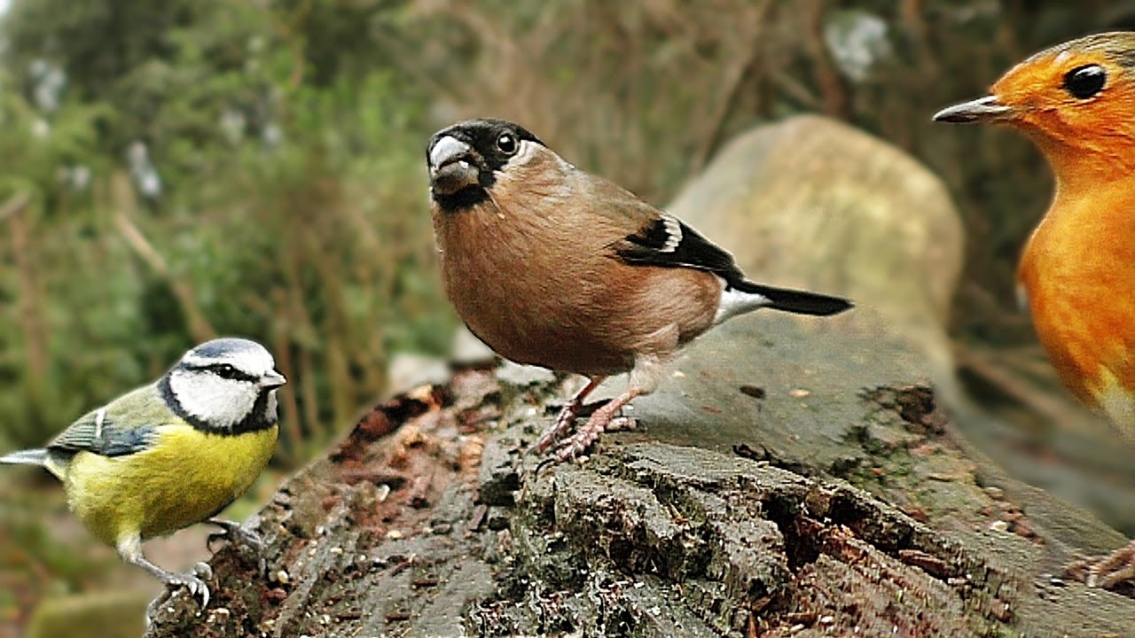 Video and Sounds For Cats : Wings Fluttering and Birds Chirping